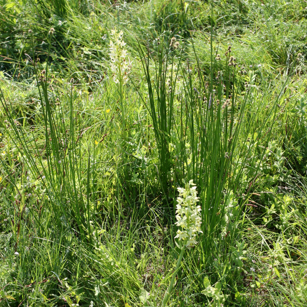 Platanthera algeriensis